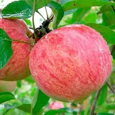Яблоня КОРИЧНОЕ ПОЛОСАТОЕ  Яблоня КОРИЧНОЕ ПОЛОСАТОЕ в Красноярске