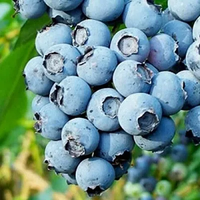 Голубика БРИГИТТА БЛЮ  Голубика БРИГИТТА БЛЮ в Красноярске