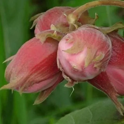 Фундук АКАДЕМИК ЯБЛОКОВ  Фундук АКАДЕМИК ЯБЛОКОВ в Красноярске