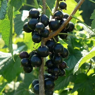 Смородина черная ВОЛОГДА  Смородина черная ВОЛОГДА в Красноярске