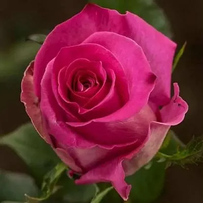 Саженцы роз ТОПАЗ чайно-гибридная  Саженцы роз ТОПАЗ чайно-гибридная в Красноярске