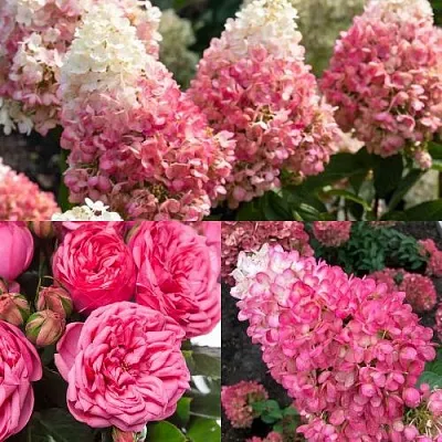 Комплект МАЛИНОВЫЙ ДЕСЕРТ в Красноярске