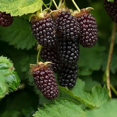 Ежемалина  Ежемалина в Красноярске