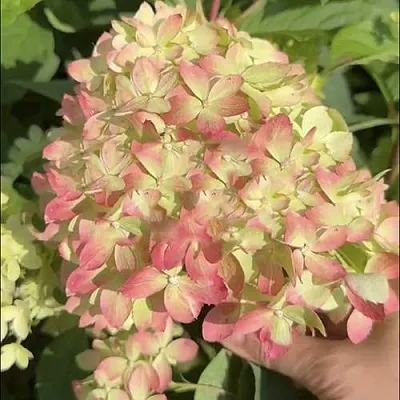 Гортензия ЛИТТЛ ЛАВ метельчатая  Гортензия ЛИТТЛ ЛАВ метельчатая в Красноярске