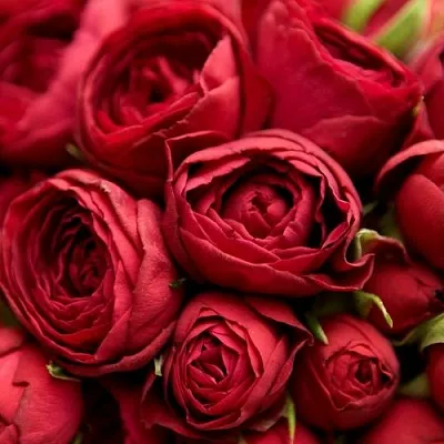 Саженцы роз РЕД ЛЕЙС спрей  Саженцы роз РЕД ЛЕЙС спрей в Красноярске