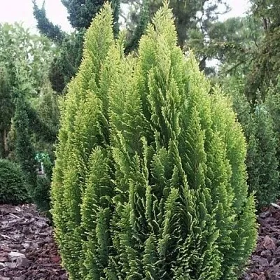 Кипарисовик ЭЛВУДИ ЭМПАЙР лавсана  Кипарисовик ЭЛВУДИ ЭМПАЙР лавсана в Красноярске