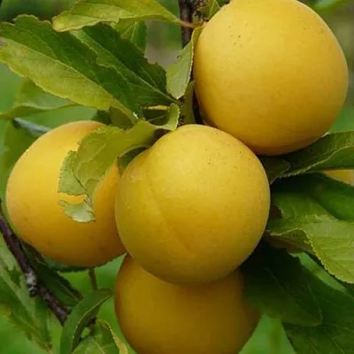 Слива СОЛНЫШКО  Слива СОЛНЫШКО в Красноярске