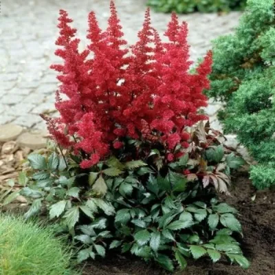 Астильба МОНТГОМЕРИ японская в Красноярске