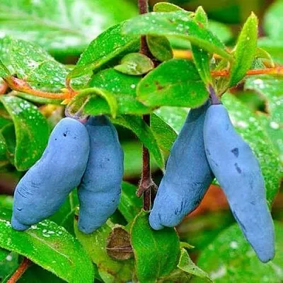 Жимолость съедобная МОРЕНА  Жимолость съедобная МОРЕНА в Красноярске