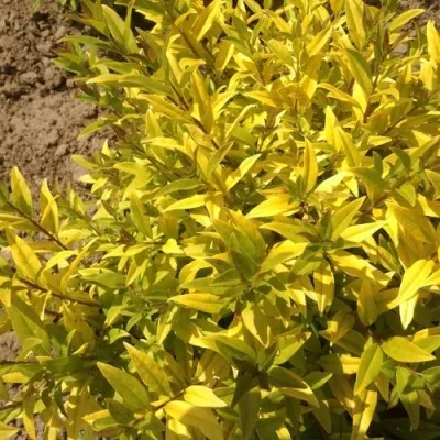 Бирючина АУРЕА обыкновенная — описание сорта Бирючина АУРЕА обыкновенная в Красноярске