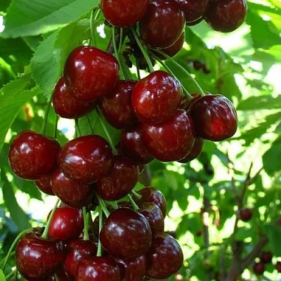 Вишня ВОСТОРГ колонновидная  Вишня ВОСТОРГ колонновидная в Красноярске