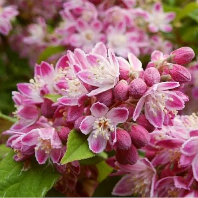 Дейция СТРОБЕРРИ ФИЛДС   Дейция СТРОБЕРРИ ФИЛДС  в Красноярске