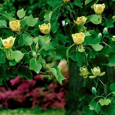 Лириодендрон   Лириодендрон  в Красноярске