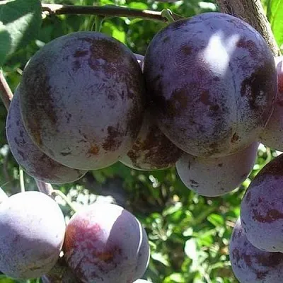 Слива РЕНКЛОД ХАРИТОНОВОЙ  Слива РЕНКЛОД ХАРИТОНОВОЙ в Красноярске