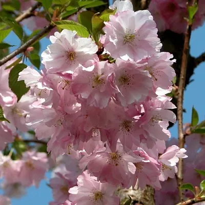 Вишня АККОЛЕЙД цветущая  Вишня АККОЛЕЙД цветущая в Красноярске