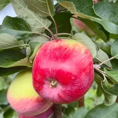 Яблоня АРБАТ колонновидная в Красноярске