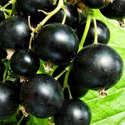 Смородина черная ДАЧНИЦА  Смородина черная ДАЧНИЦА в Красноярске