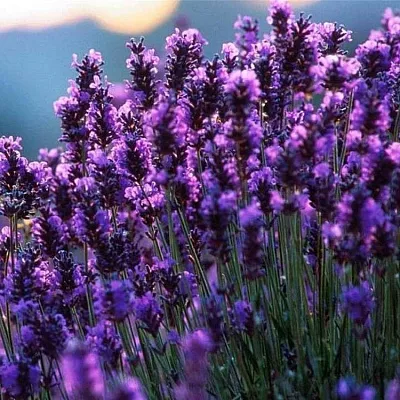 Лаванда  Лаванда в Красноярске