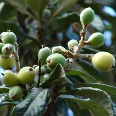 МУШМУЛА  — описание сорта МУШМУЛА  в Красноярске