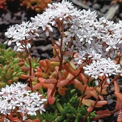 Очиток (седум) КОРАЛ КАРПЕТ белый  Очиток (седум) КОРАЛ КАРПЕТ белый в Красноярске
