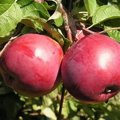 Яблоня ДАРУНАК в Красноярске