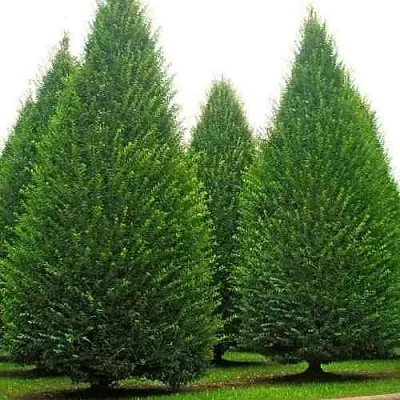 Граб   Граб  в Красноярске