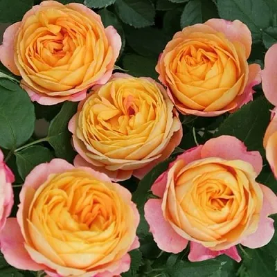 Саженцы роз БЕБИ РОМАНТИКА миниатюрная  Саженцы роз БЕБИ РОМАНТИКА миниатюрная в Красноярске