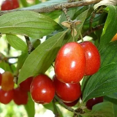 Кизил КОРАЛЛОВЫЙ МАРКА  Кизил КОРАЛЛОВЫЙ МАРКА в Красноярске