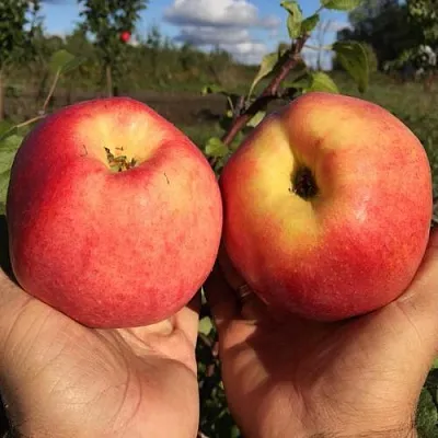 Яблоня КОВРОВОЕ стелющаяся в Красноярске