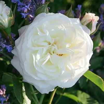 Саженцы роз АЛАБАСТЕР флорибунда  Саженцы роз АЛАБАСТЕР флорибунда в Красноярске