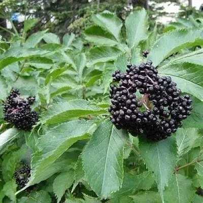 Бузина черная КЛАДЗЕЗЬ  Бузина черная КЛАДЗЕЗЬ в Красноярске