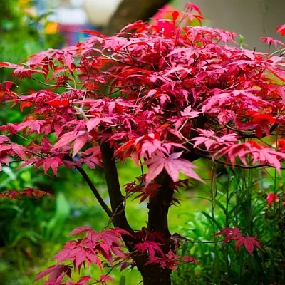 Клен дланевидный АТРОПУРПУРЕУМ  Клен дланевидный АТРОПУРПУРЕУМ в Красноярске