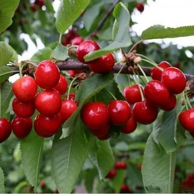 Черешня ДОНЕЦКАЯ КРАСАВИЦА  Черешня ДОНЕЦКАЯ КРАСАВИЦА в Красноярске