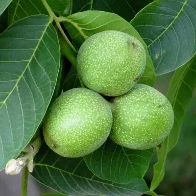 Грецкий орех ЮРИЙ ГАГАРИН  Грецкий орех ЮРИЙ ГАГАРИН в Красноярске