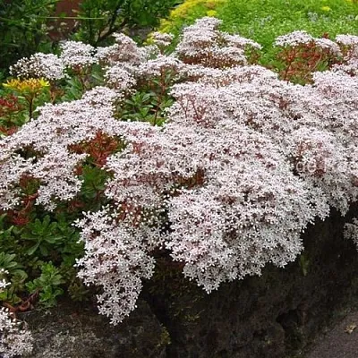 Очиток (седум) МУРАЛЕ белый  Очиток (седум) МУРАЛЕ белый в Красноярске