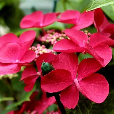 Гортензия РОТШВАНЦ крупнолистная  Гортензия РОТШВАНЦ крупнолистная в Красноярске