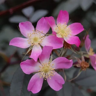 Саженцы роз сизая  Саженцы роз сизая в Красноярске