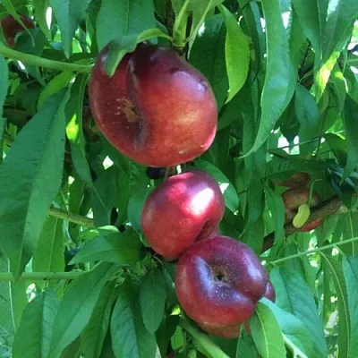 Нектарин ДОНАТ ИНЖИРНЫЙ  Нектарин ДОНАТ ИНЖИРНЫЙ в Красноярске