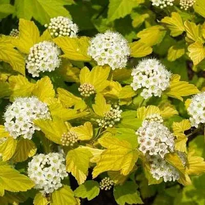 Пузыреплодник ДАРТС ГОЛД  Пузыреплодник ДАРТС ГОЛД в Красноярске