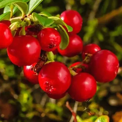 Брусника  Брусника в Красноярске