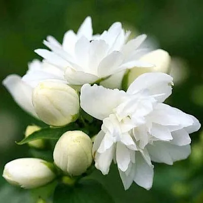 Жасмин ШНЕЕШТРУМ  Жасмин ШНЕЕШТРУМ в Красноярске