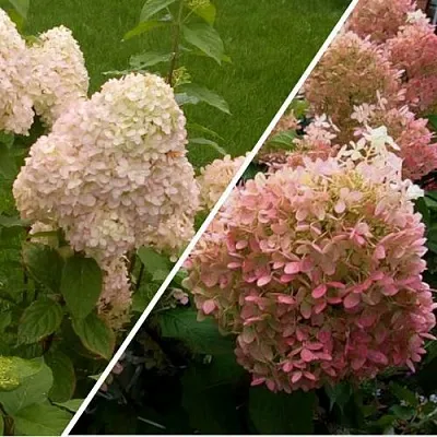 Комплект НЕЖНЫЕ ЧУВСТВА в Красноярске