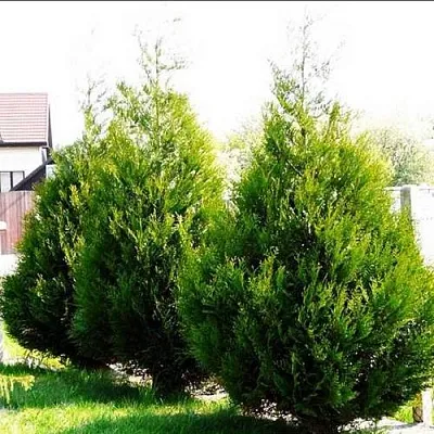 Туя АТРОВИРЕНС складчатая  Туя АТРОВИРЕНС складчатая в Красноярске