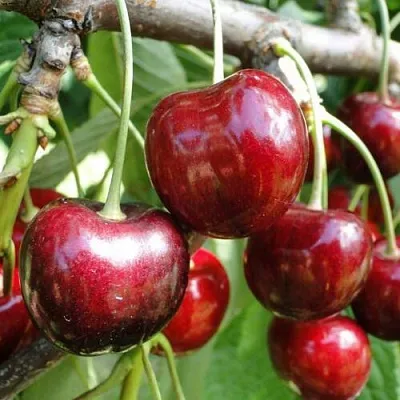 Черешня САШЕНЬКА  Черешня САШЕНЬКА в Красноярске