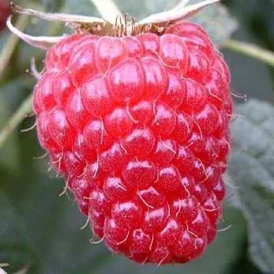 Ремонтантная  Ремонтантная в Красноярске