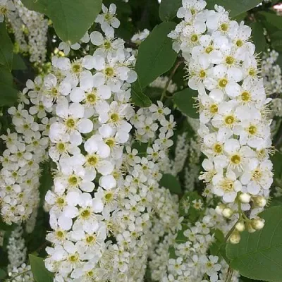 Черемуха САМОПЛОДНАЯ  Черемуха САМОПЛОДНАЯ в Красноярске