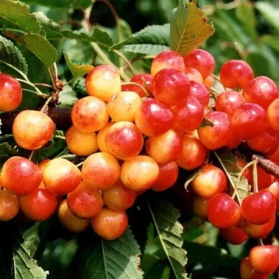 Черешня БЮТТНЕРА КРАСНАЯ  Черешня БЮТТНЕРА КРАСНАЯ в Красноярске