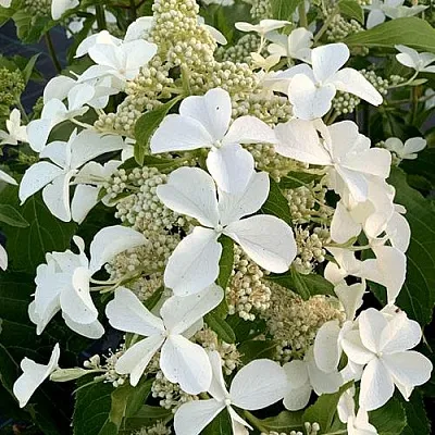 Гортензия ЛЕВАНА метельчатая  Гортензия ЛЕВАНА метельчатая в Красноярске