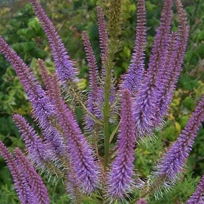 Вероникаструм ФАСЦИНЕЙШН  Вероникаструм ФАСЦИНЕЙШН в Красноярске