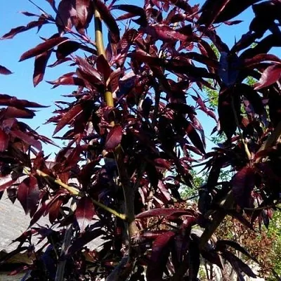 Персик БУРГУНДИ краснолистный  Персик БУРГУНДИ краснолистный в Красноярске